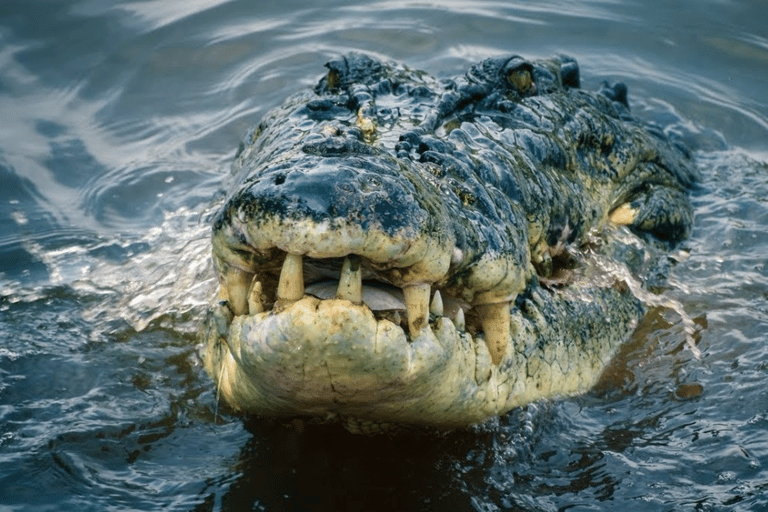 From Mirissa: Crocodile Watching River Boat Safari