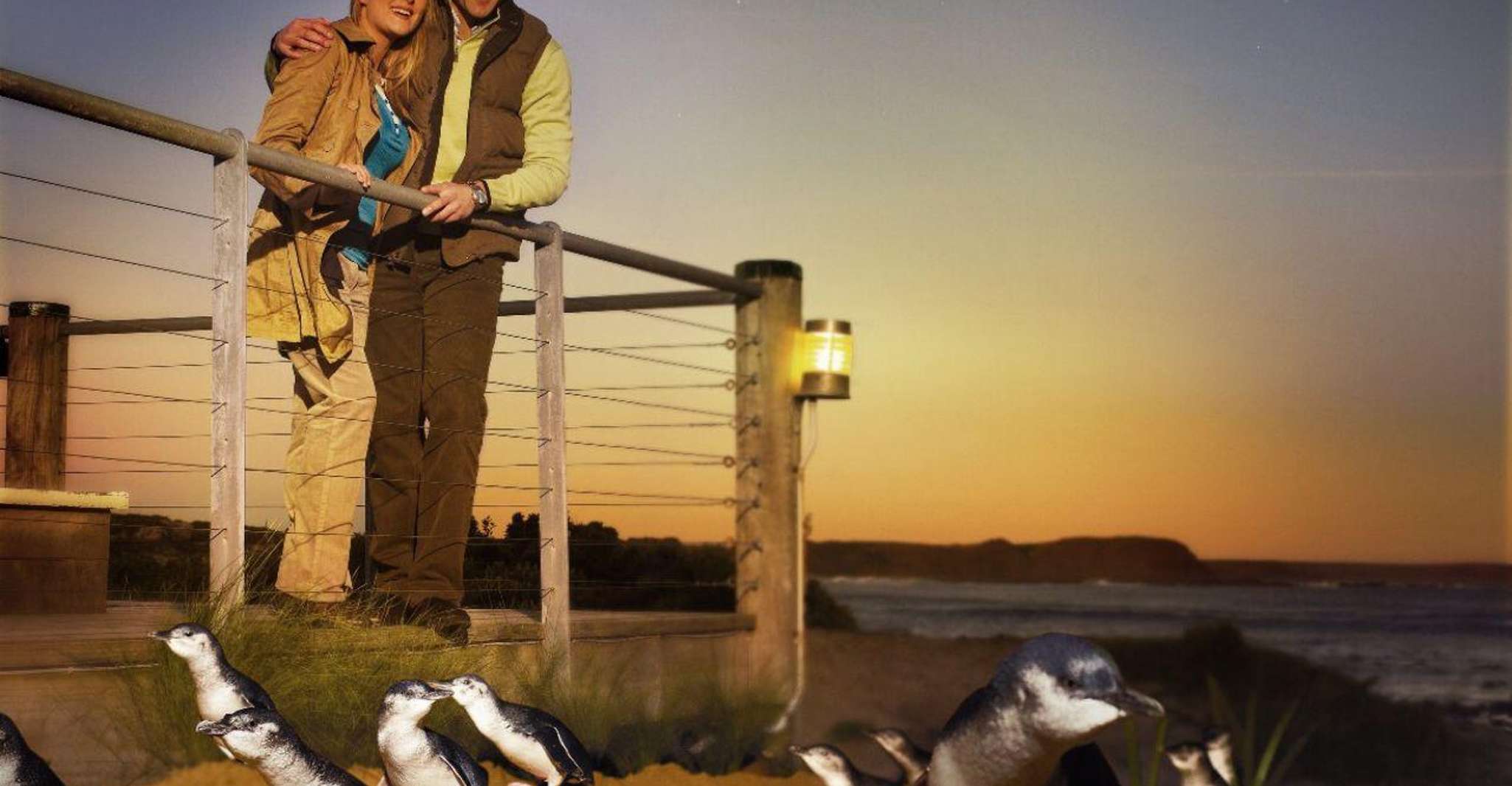 Phillip Island Penguin Parade with Expert Local Guide photo 14