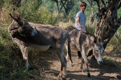Walk with Donkeys in the Hills of PisaEnglish