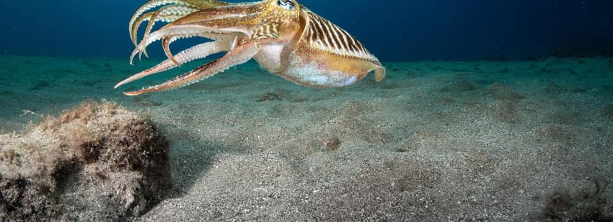 Lanzarote : 2 plongées guidées (uniquement pour les plongeurs certifiés)