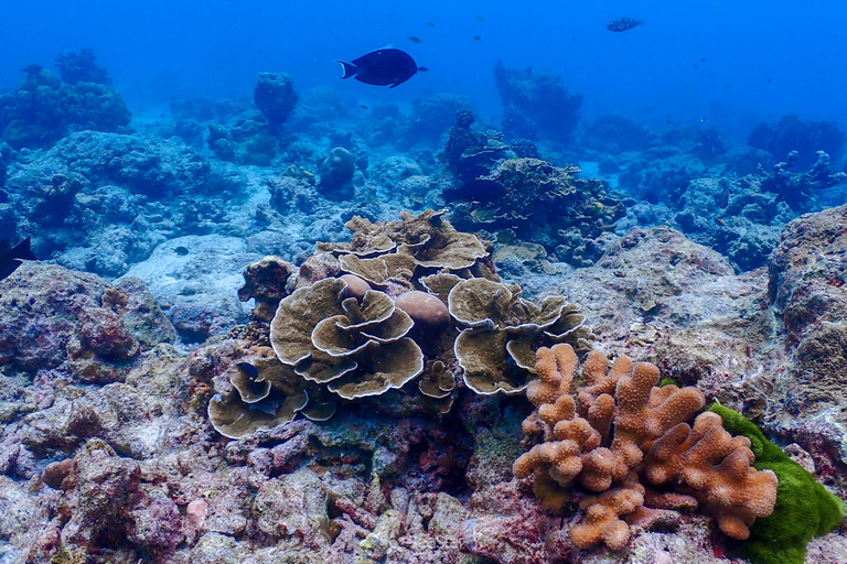 Wyspa Similan - nurkowanie z rurkąOpcja łodzi motorowej