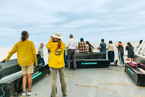 San Diego: Whale-Watching-Bootsfahrt und Delfinbeobachtung