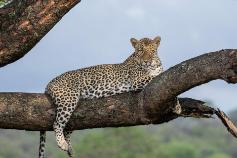 Safari de 2 dias no Kruger com tudo incluído a partir de Joanesburgo