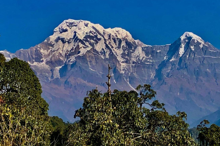 Katmandu: Rapid Ghorepani Poon Hill Trek med guide