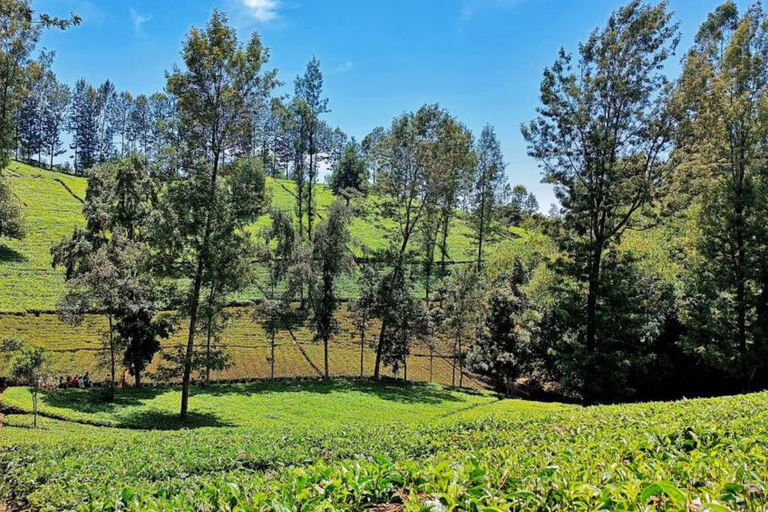 Nairobi: Purple Tea Farm Gatura Greens Day Trip