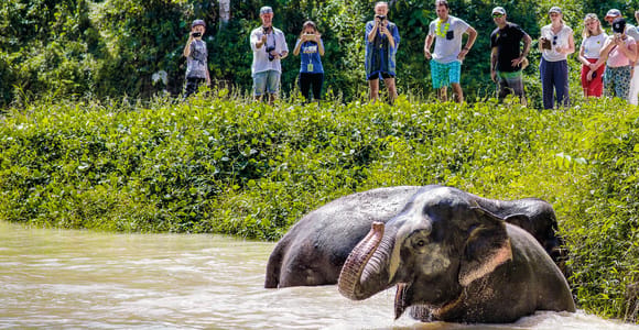 Phuket Elephant Sanctuary: Half-Day with Vegetarian Meal