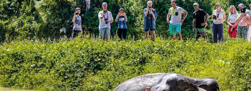 Sanctuaire des éléphants de Phuket : Demi-journée avec repas végétarien