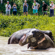 Phuket Elephant Sanctuary: Half-Day with Vegetarian Meal Phuket Elephant Sanctuary: Half-Day with Vegetarian Meal