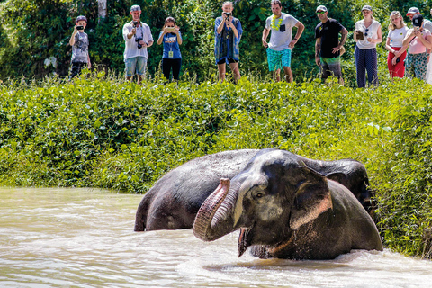 Santuario de elefantes de Phuket: Medio día con comida vegetarianaPunto de encuentro