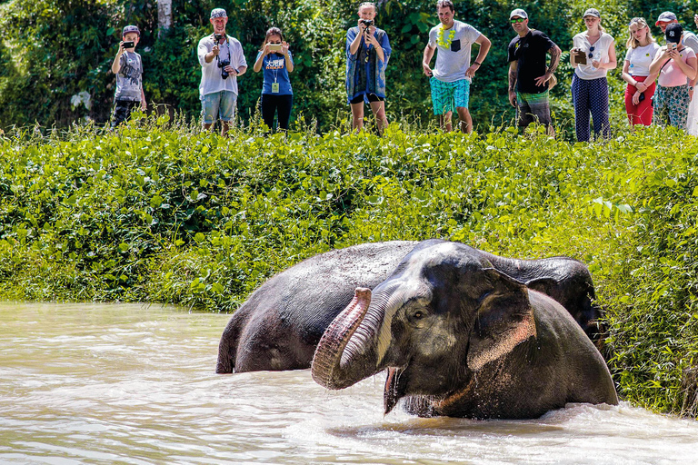 Sanctuaire des éléphants de Phuket : Demi-journée avec repas végétarienLieu de rendez-vous