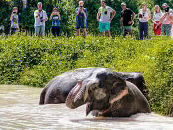 Phuket Elephant Sanctuary: Half-Day with Vegetarian Meal