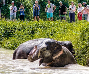 Phuket Elephant Sanctuary: Half-Day with Vegetarian Meal