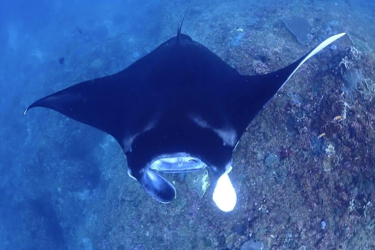 Nusa Penida: Snorkeling Adventure at Manta Point Sharing Boat: Manta Point & Gamat Bay Adventure