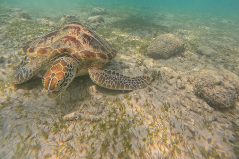 From Lombok Private Snorkeling 3 Gili All Inclusive