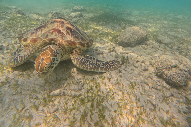 From Lombok Private Snorkeling 3 Gili All Inclusive