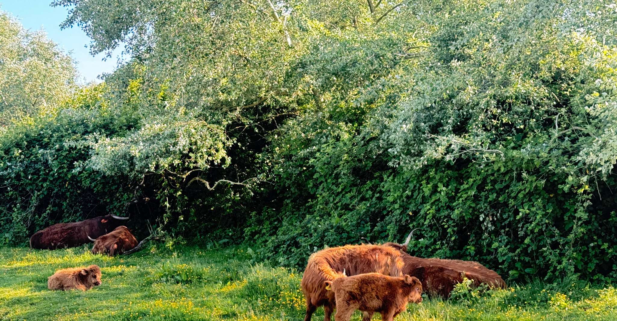 Amsterdam: Zaanse Schans Windmills & Zaandam E-Bike Tour photo 14