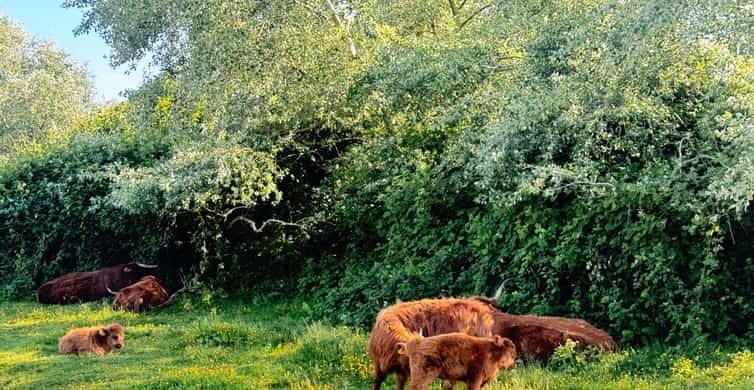 Amsterdam: Zaanse Schans Windmills & Zaandam E-Bike Tour photo 14