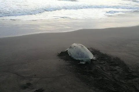 Tortuguero: El Majestuoso Recorrido de Anidamiento de la Tortuga Verde