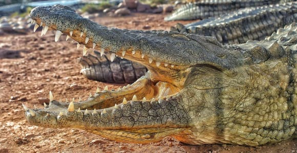 Agadir: Crocoparc Visit & Famous Argan Tree Goats Tour