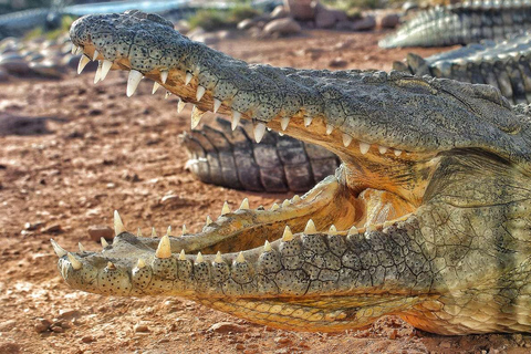 Agadir: Goats on Trees & Crocoparc Tour Goats on Trees & Crocoparc – Entry Ticket Included