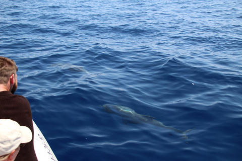 Cala d'Or: Dolphin sightseeing tour with dolphin watching Cala d'Or: Sightseeing tour with dolphin watching