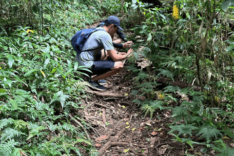 Volcano Hike To Mt. Liamuiga (Highest Peak On Island)