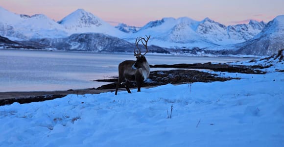 From Tromsø: Sommarøy & Kvaløya Scenic Fjord Tour