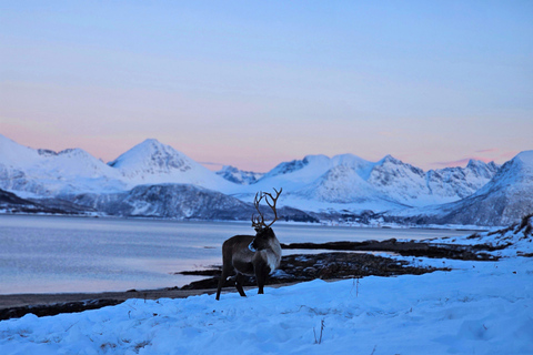 Von Tromsø aus: Arktische Tierwelt & Fjord-Sightseeing-Tour mit dem AutoVon Tromsø aus: Arktische Fjord- und Wildtier-Tour mit dem Auto