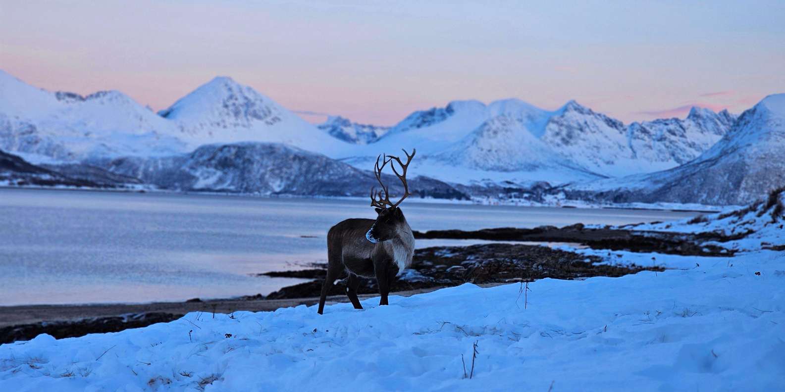 From Tromsø: Arctic Wildlife & Fjord Sightseeing Tour by Car