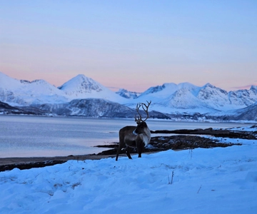 From Tromsø: Arctic Wildlife & Fjord Sightseeing Tour by Car