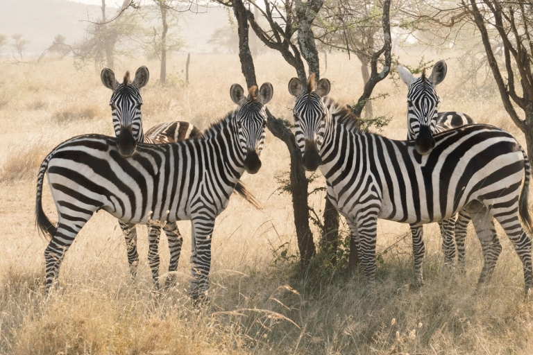 4-Day Tanzania Safari to Ngorongoro, Serengeti & …
