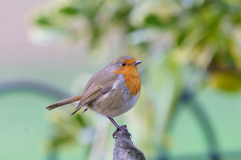 Zululand : Birding &amp; Cultural Experience