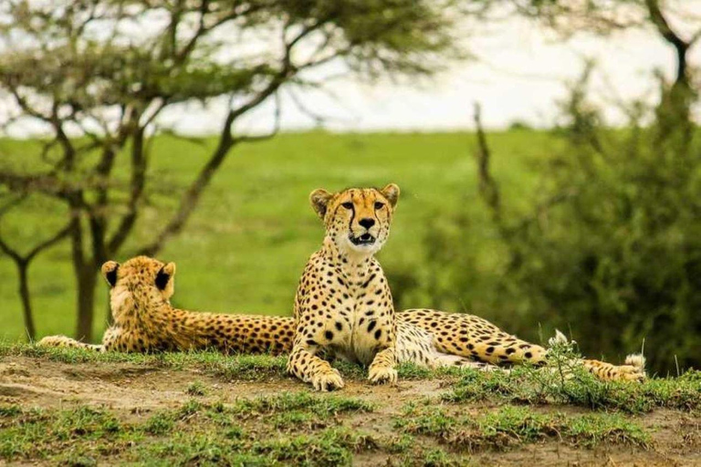 Arusha : safari de 3 jours dans le Serengeti et le cratère du Ngorongoro