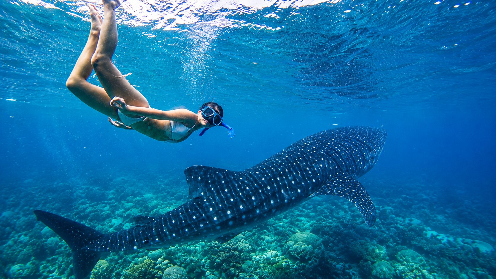 Cebu: Walhaie, Inambakan-Wasserfälle & Moalboal-Sardinen