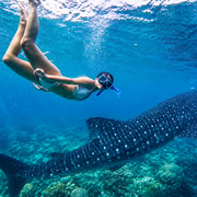 Cebu: Whale Sharks, Inambakan Falls & Moalboal Sardines