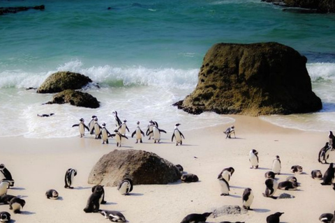 Cape Town: Cape Agulhas Tour with Lighthouse & Penguins