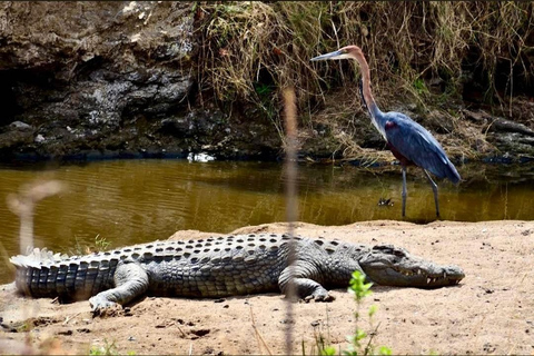 From Maputo: Kruger Park Safari & Elephant Interaction Tour