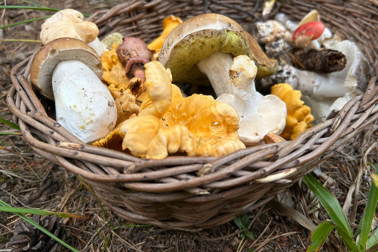 Sofia: Culinary Adventure To The Fungi And Botanical Kingdom