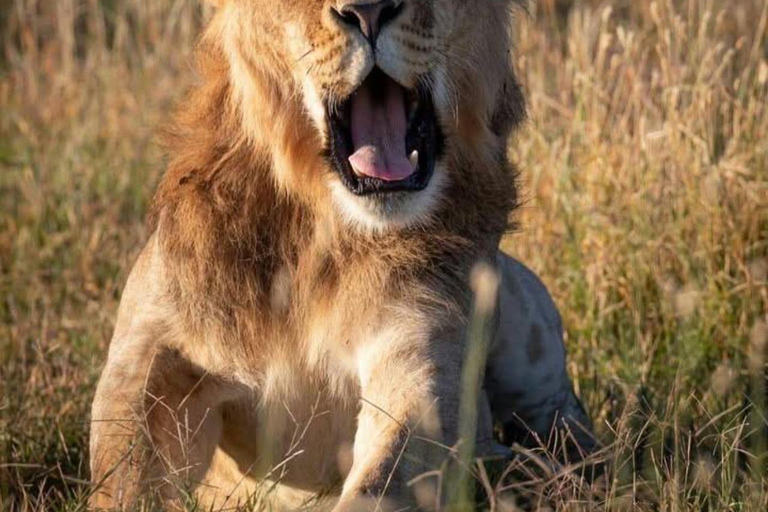 3-Day 2-Nights Maasai Mara Big 5 Safari All Inclusive