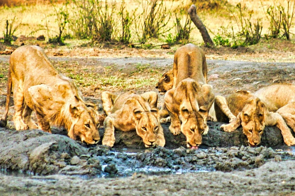 Cataratas Victoria: Safari por el Parque Nacional Zambeze | GetYourGuide