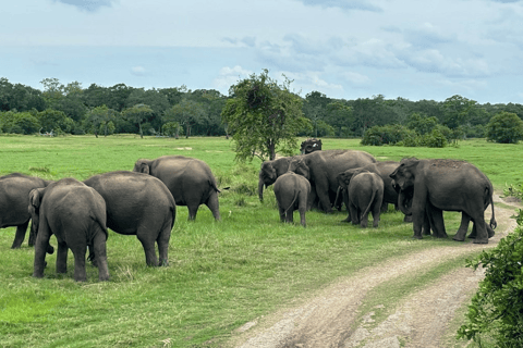 Minneriya National Park: Half-Day Evening Jeep Safari