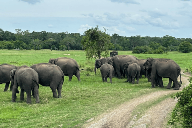 Minneriya National Park: Half-Day Evening Jeep Safari