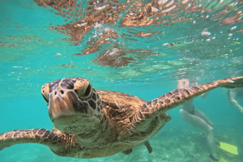 Mirissa: Guided Turtle Snorkeling Experience with Pickup