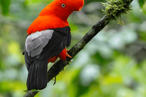 From Cusco: 3-Day Manu National Park Tour