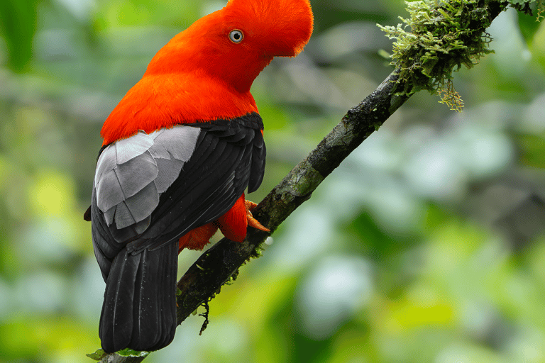 From Cusco: 3-Day Manu National Park Tour