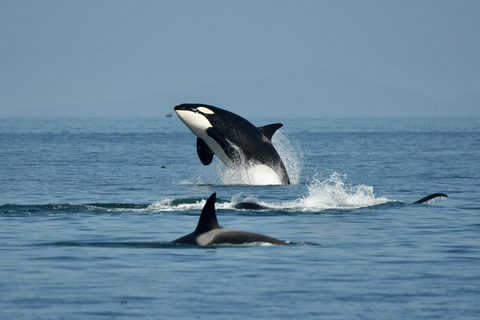 Anacortes: Full Day Whale/Wildlife Tour; Friday Harbor Stop