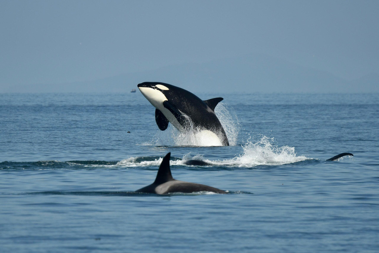 Anacortes: Full Day Whale/Wildlife Tour; Friday Harbor Stop