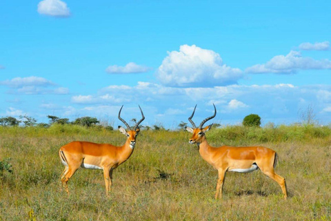 Nairobi; Excursión en vehículo por el Parque Nacional con servicio de recogida