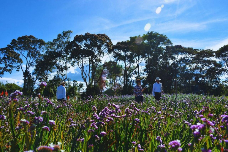 Medellín Flower Festival: Santa Elena Silleteros Experience Santa Elena Silleteros Tour - Afternoon Option