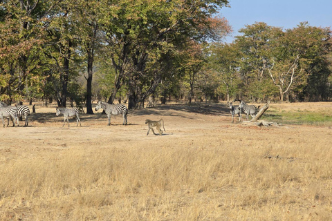 Livingstone: Game Drive And Rhino Walk Experience